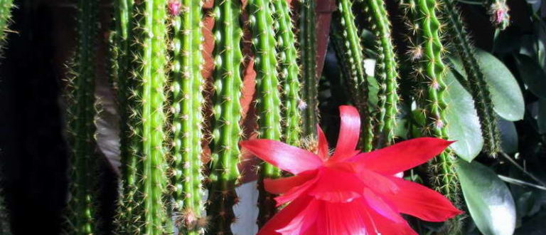 Апорокактус цветет Aporocactus