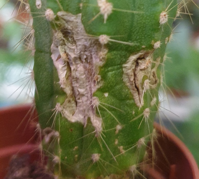 Болезни и вредители кактусов