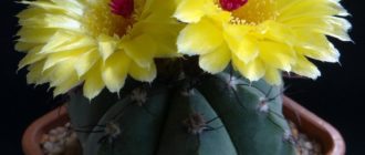 Нотокактус цветы Notocactus