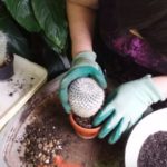 приготовление почвы для кактуса