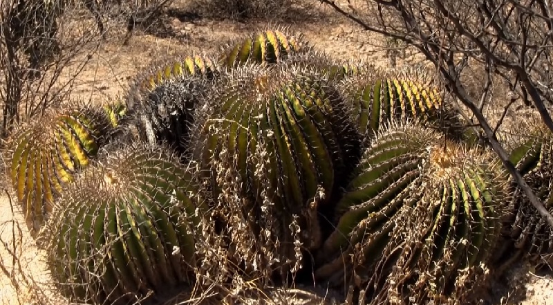 Адаптация кактусов к засухе в пустыне