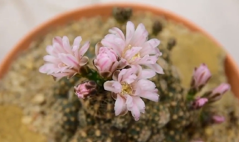 Гимнокалициум Бруха цветок Gymnocalycium bruchii