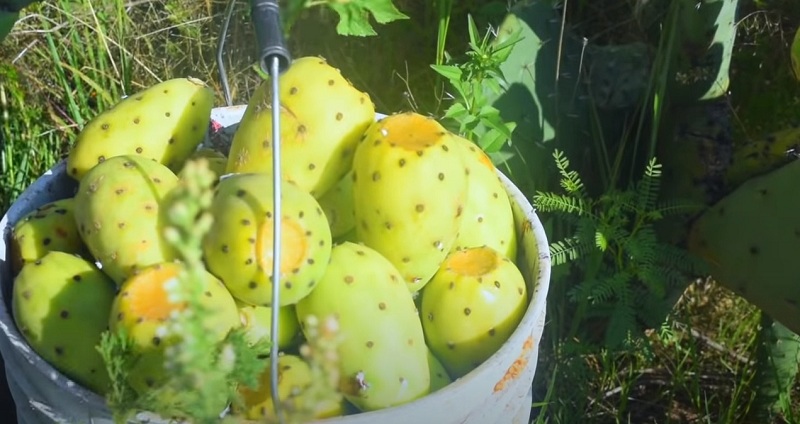 Съедобный фрукт опунции opuntia