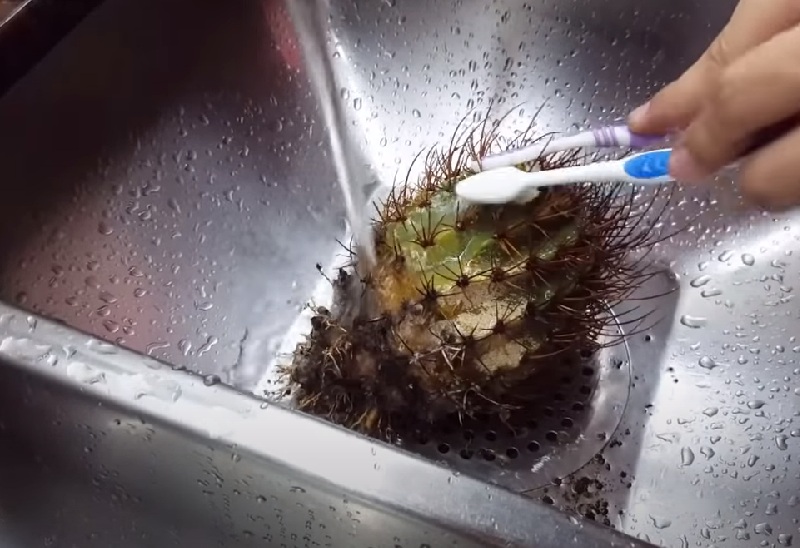 Водяная ванночка для кактуса
