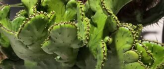 Мутации кактусов