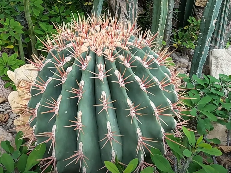 Оранжерея кактусов Никитского ботанического сада